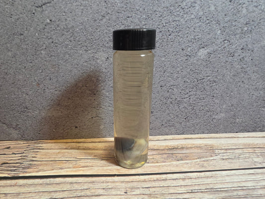 Grey Tortiseshell Cat Eyeball Wet Specimen