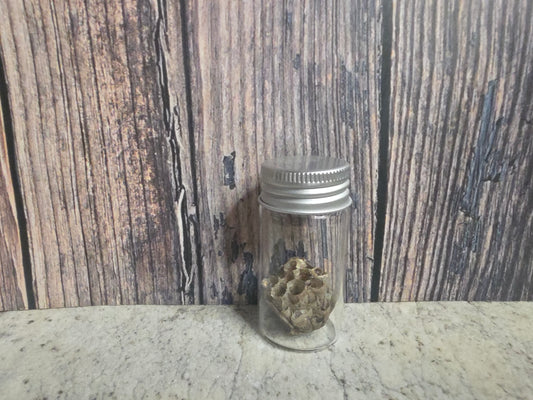 Paper Wasp Nest Curio Vial (Lg)