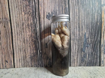 Virginia Opossum Back Paw Wet Specimen