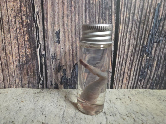 Squirrel Penis Wet Specimen (#2)