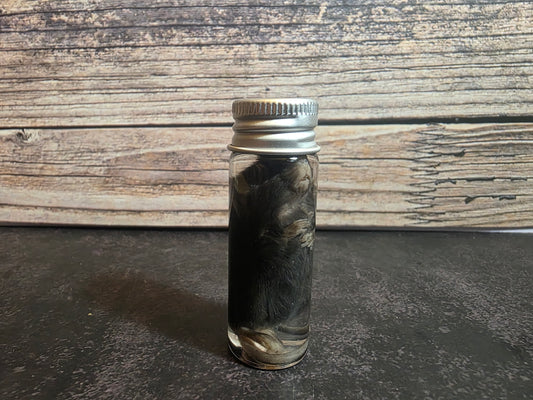 Fuzzy Dark Mouse Wet Specimen Vial