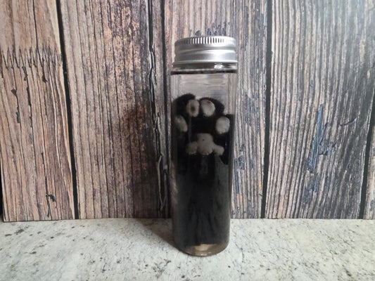 Black Cat Paw Wet Specimen