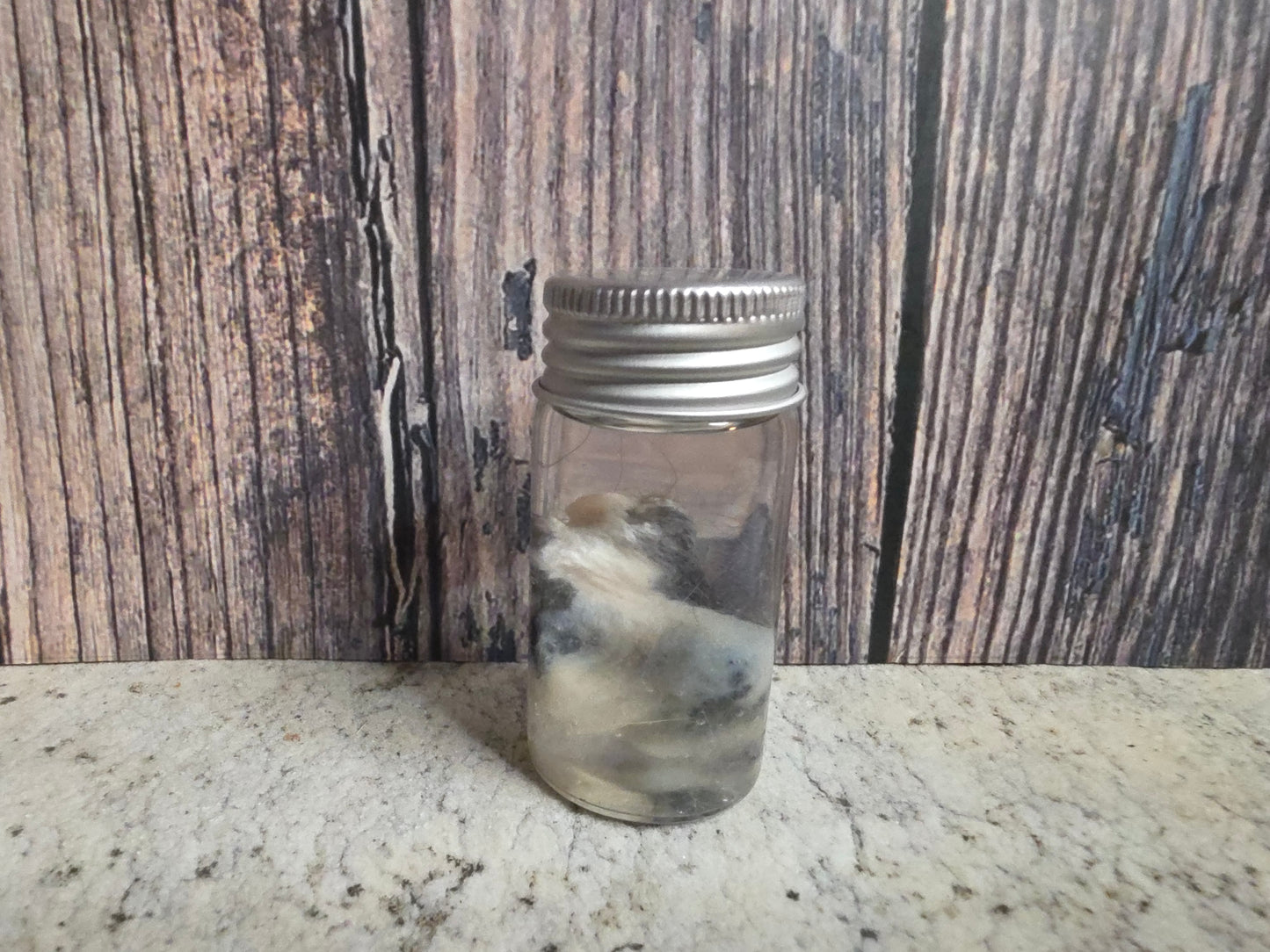 Pathological Virginia Opossum Testicles Wet Specimen (#1)
