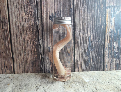 Red Fox Trachea (Windpipe) Wet Specimen