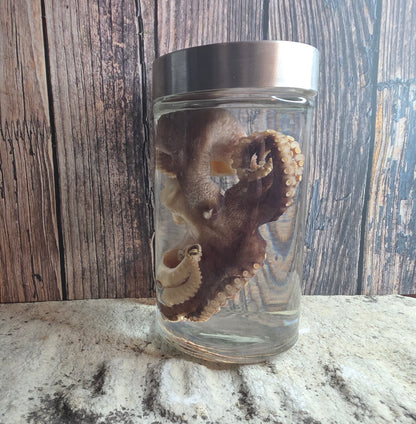 Octopus Wet Specimen (Pathological, Silver Lid Lg)