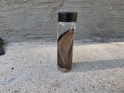 Wild Rabbit Ear Wet Specimen Vial