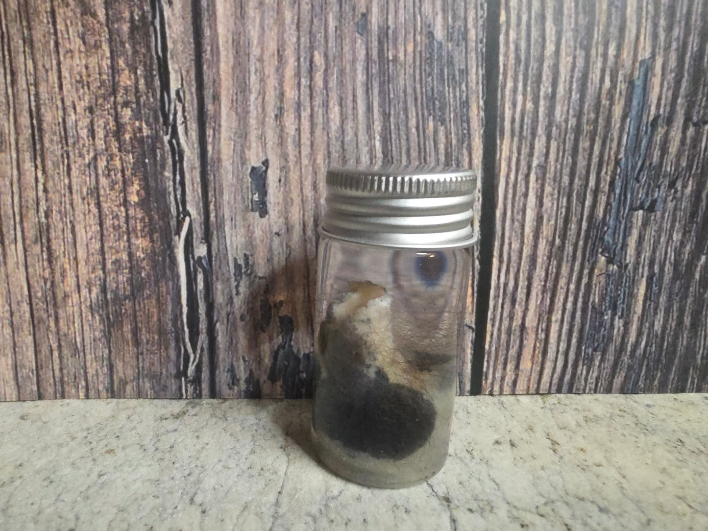 Virginia Opossum Testicles Wet Specimen (#3)