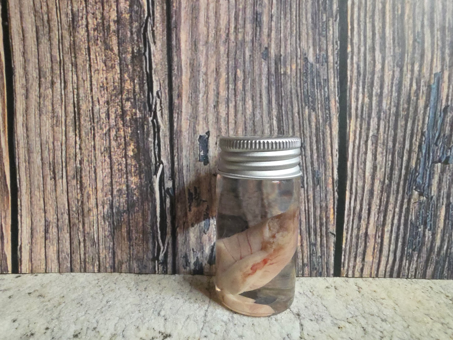 Imperfect Wild Rabbit Testicle Wet Specimen