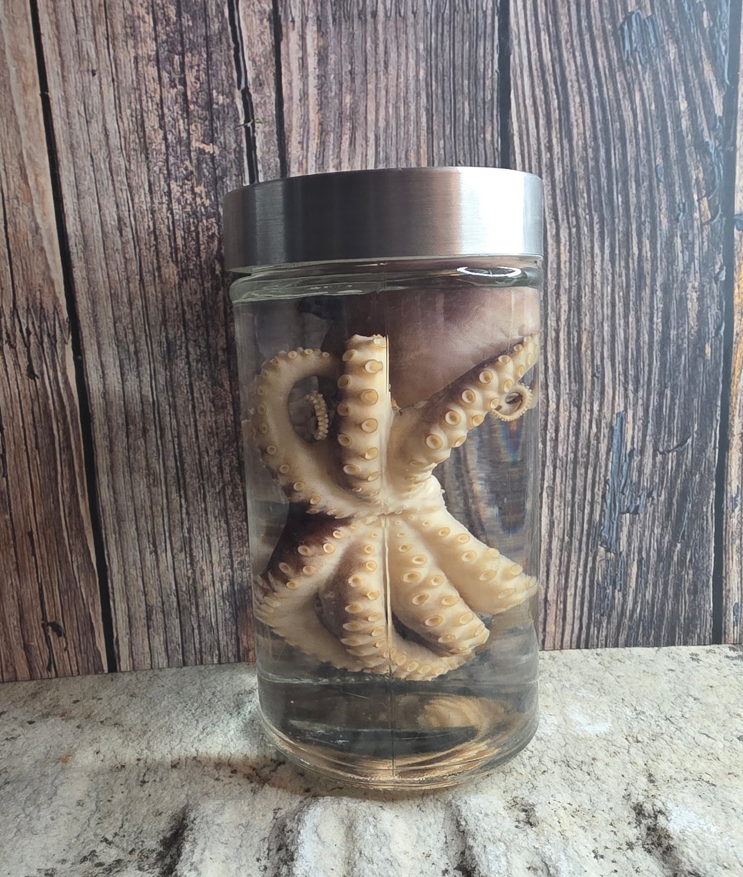 Octopus Wet Specimen (Pathological, Silver Lid Lg)