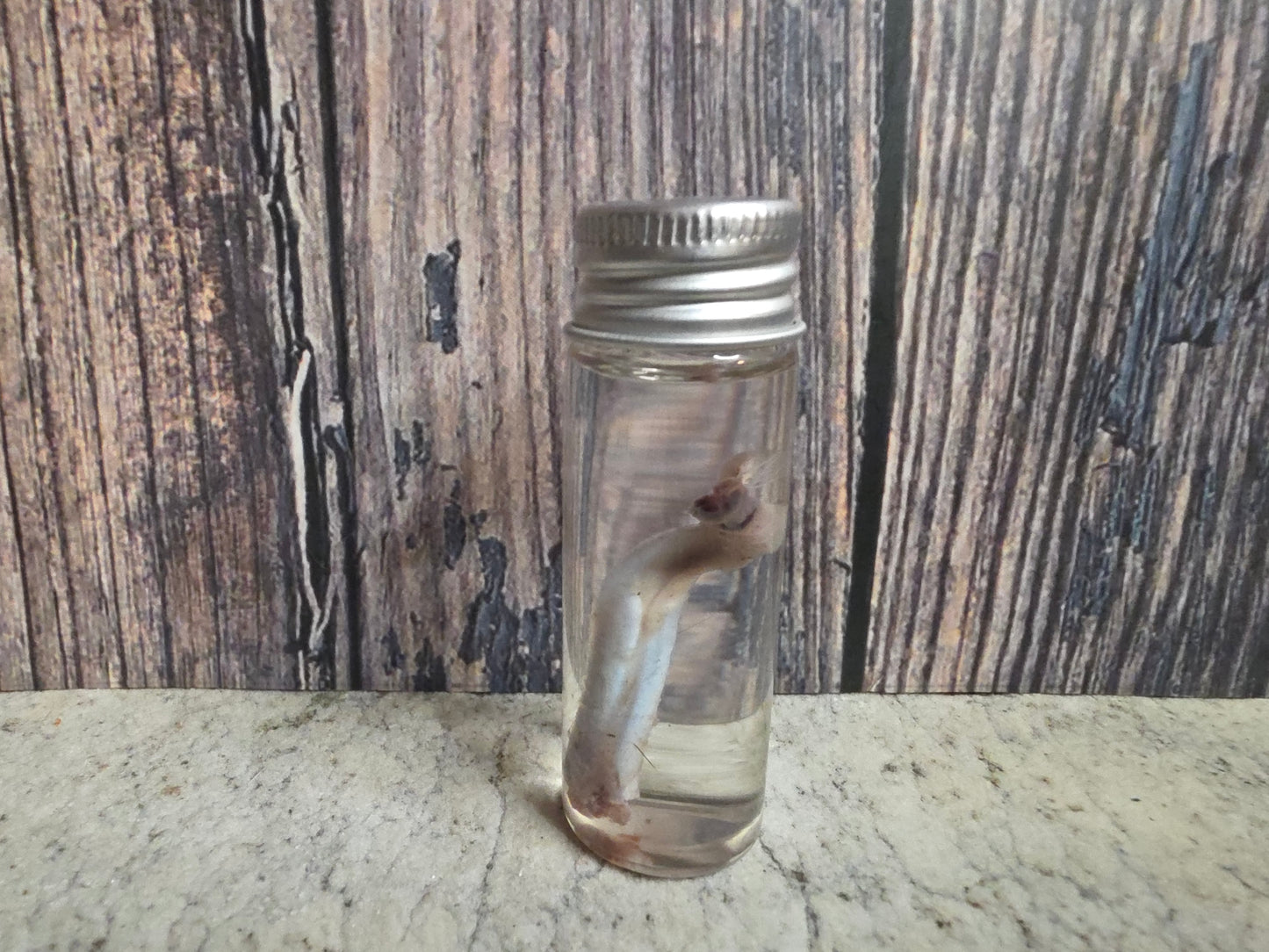 Squirrel Penis Wet Specimen (#2)