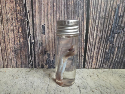 Squirrel Penis Wet Specimen (#2)