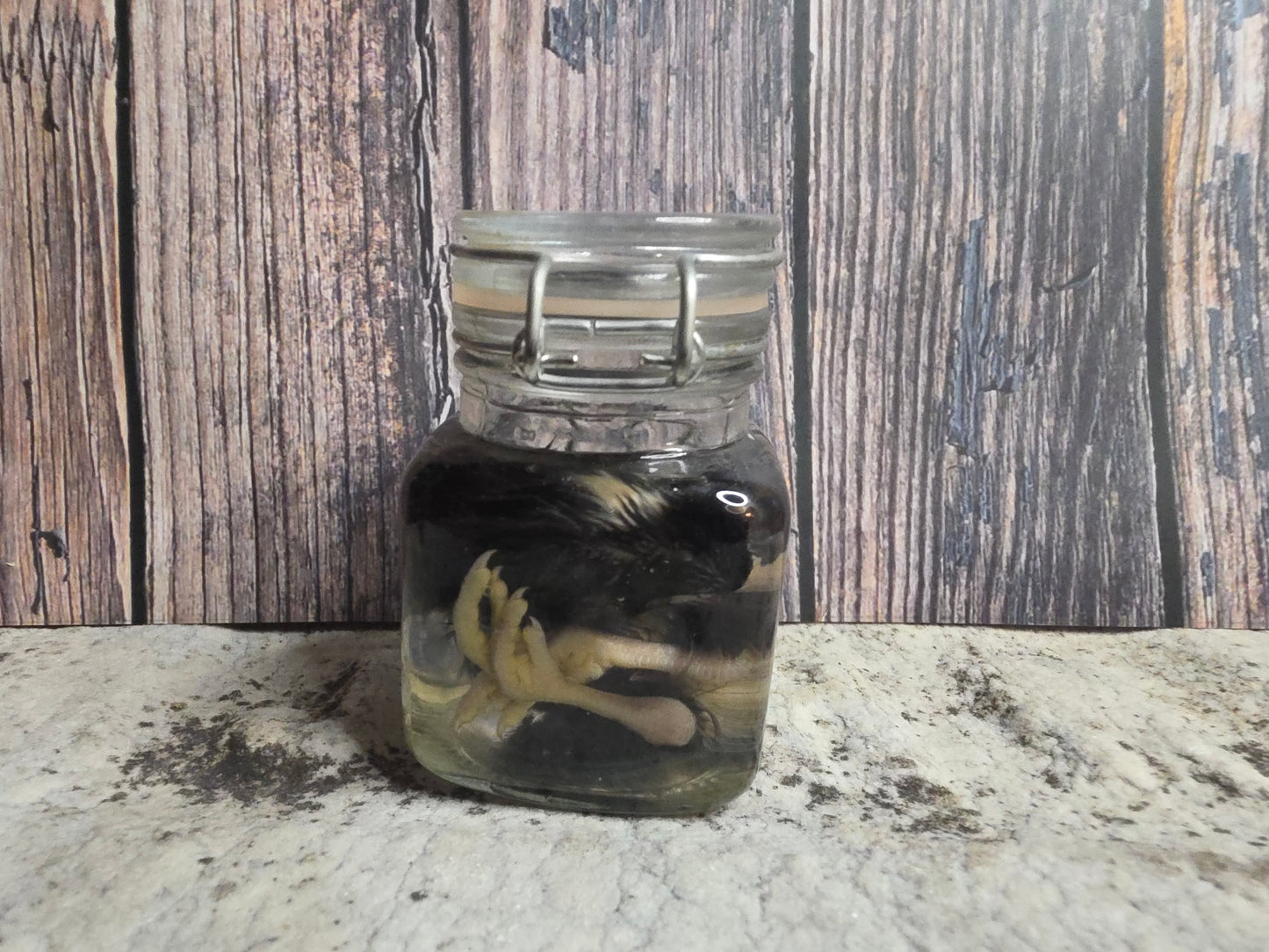 Black Domestic Chick Wet Specimen (Curled)
