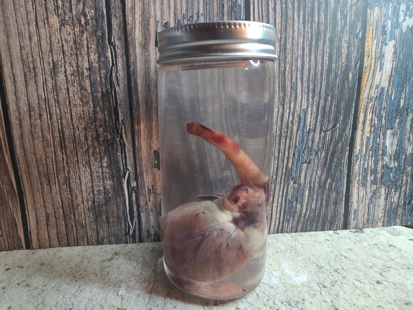 Red Fox Heart Wet Specimen