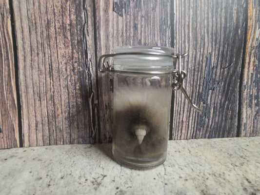 Domestic Siamese Cat 'Family Jewels' Penis & Testicles Wet Specimen