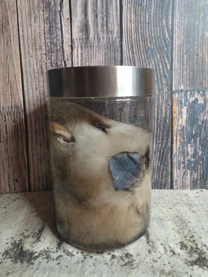 Virginia Opossum Head Wet Specimen (#4)