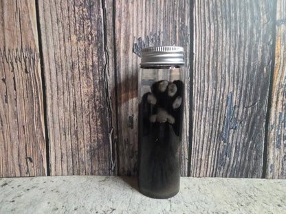 Black Cat Paw Wet Specimen