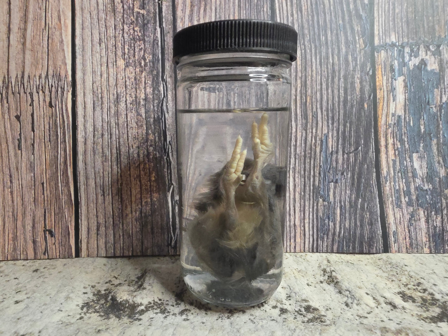 Black Domestic Chick Wet Specimen (#1)
