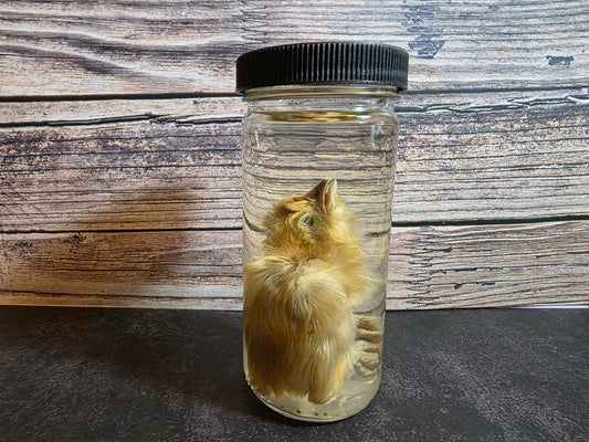 Domestic Chick Wet Specimen