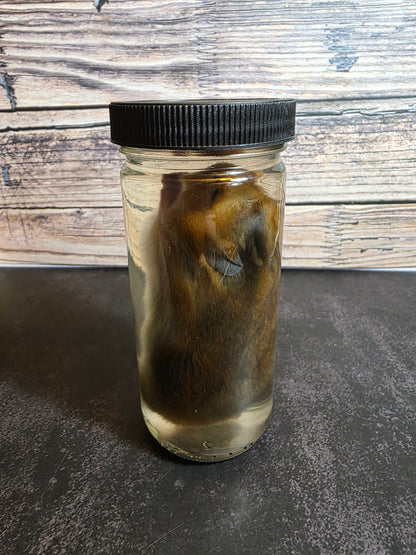 Hamster Wet Specimen (L)