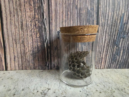 Imperfect Paper Wasp Nest Curio Vial (Cork Top)