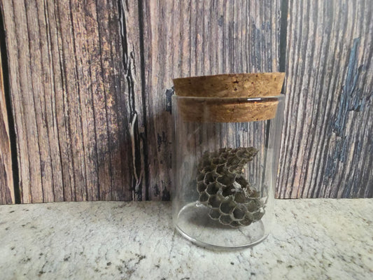 Imperfect Paper Wasp Nest Curio Vial (Cork Top)