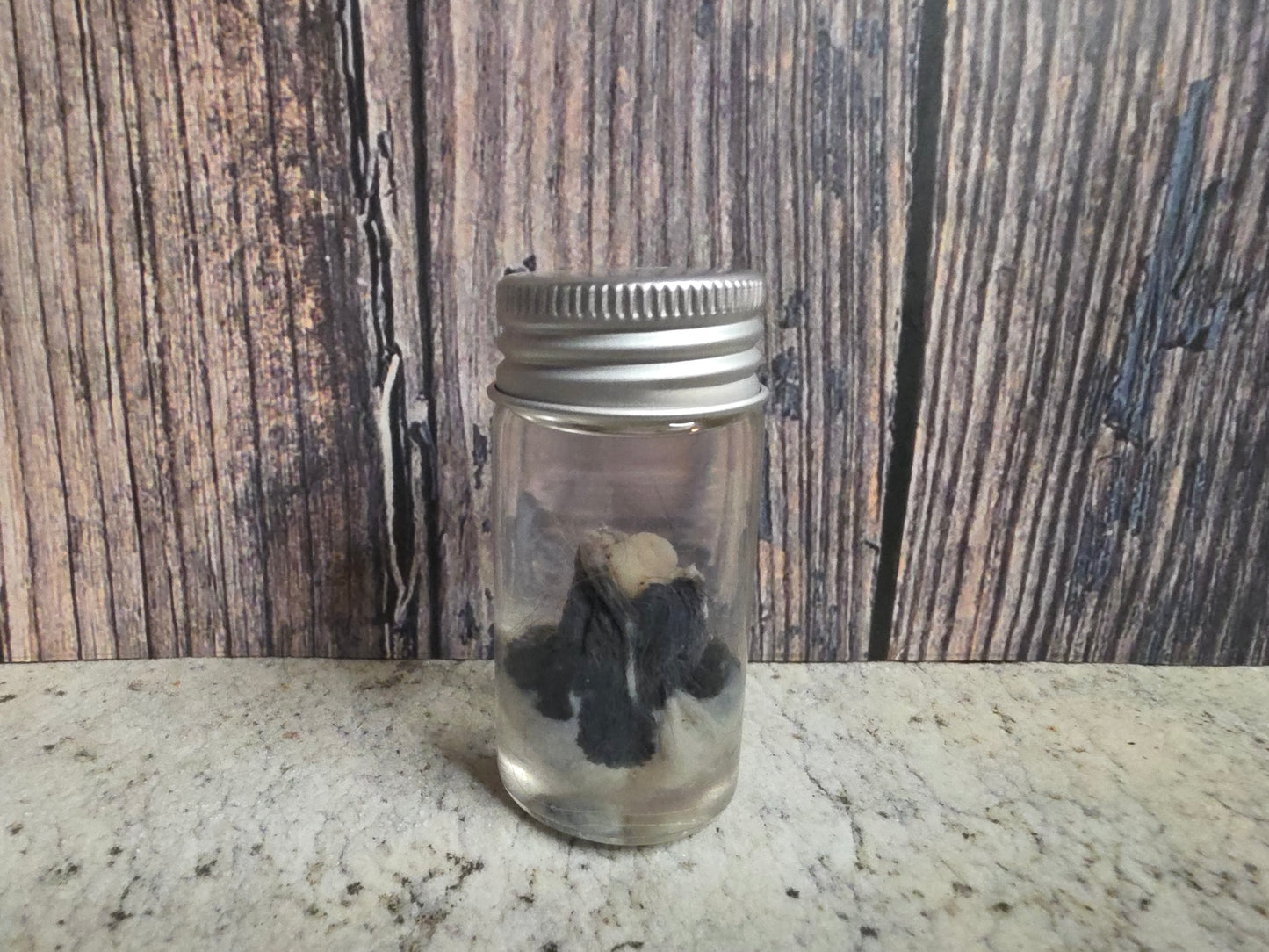 Pathological Virginia Opossum Testicles Wet Specimen (#1)