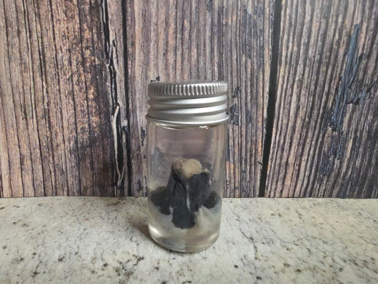 Pathological Virginia Opossum Testicles Wet Specimen (#1)