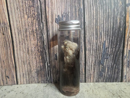 Virginia Opossum Front Paw Wet Specimen