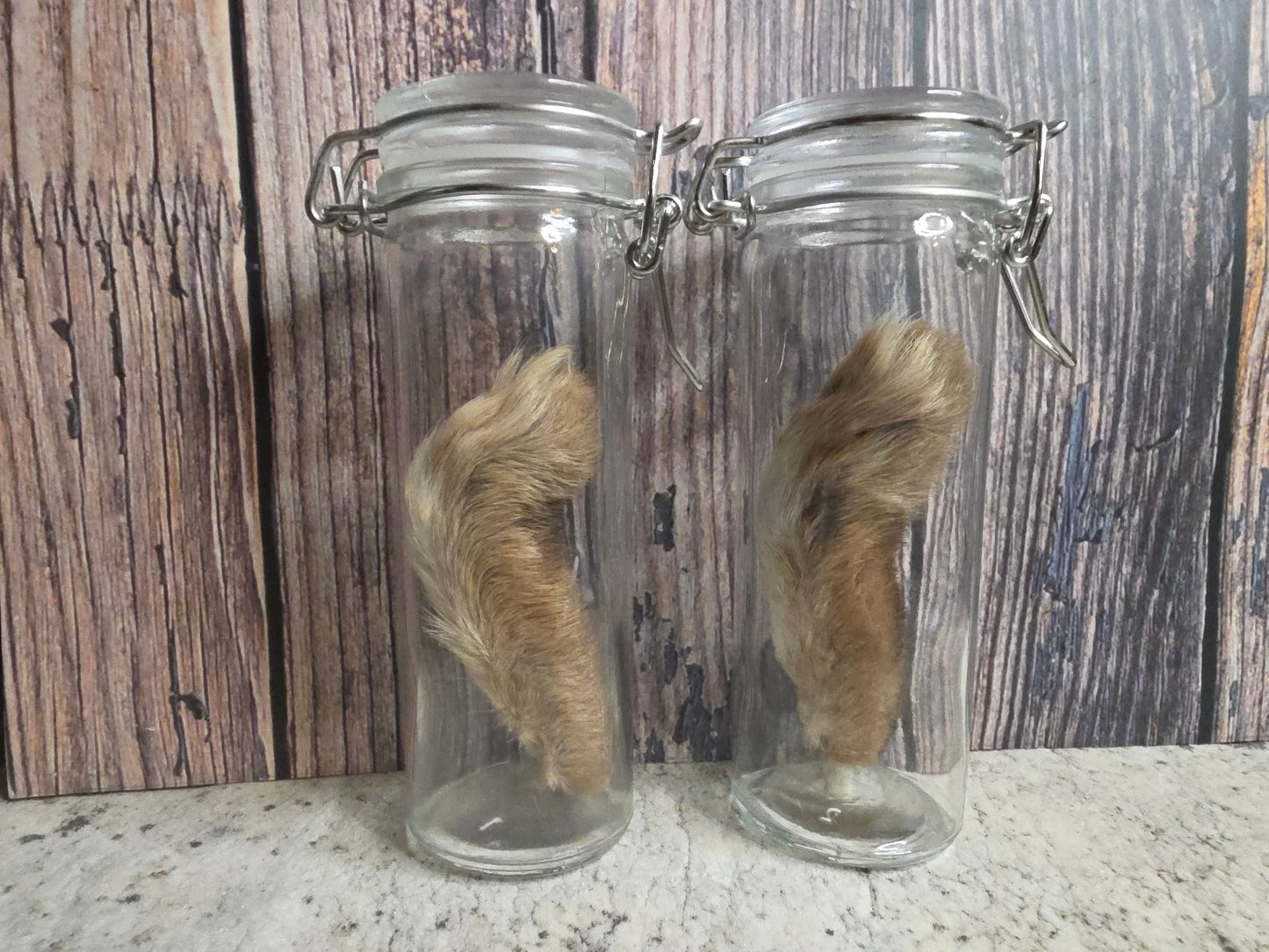 Dry Preserved Cottontail Rabbit Foot Curio Vial