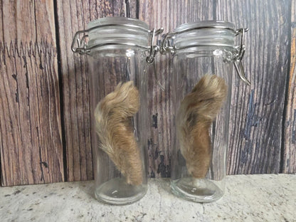 Dry Preserved Cottontail Rabbit Foot Curio Vial