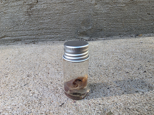 Imperfect Rat Heart Wet Specimen Vial
