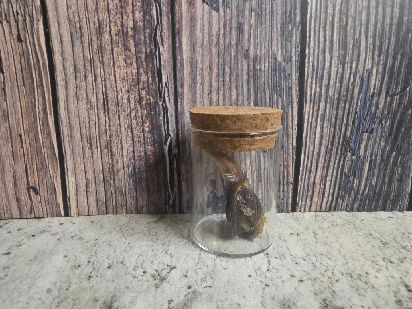 Dry Preserved Partial Turkey Beak Curio Vial (Cork Top)