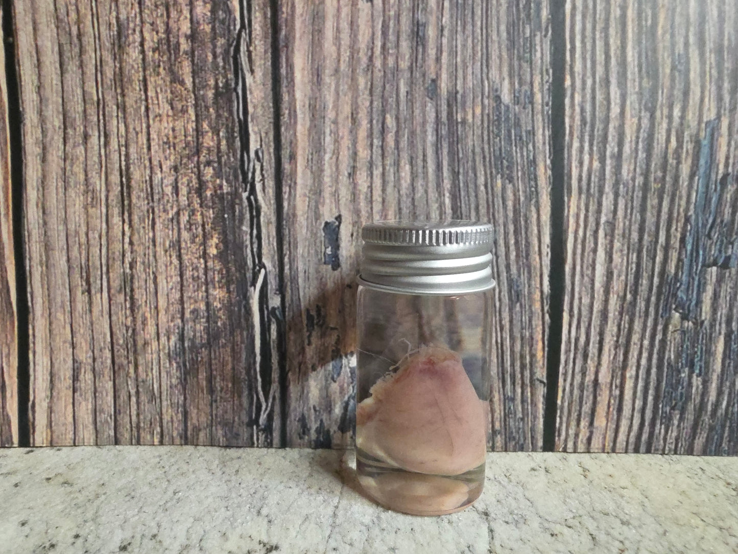 Imperfect Wild Rabbit Testicle Wet Specimen