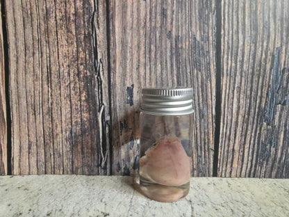 Imperfect Wild Rabbit Testicle Wet Specimen