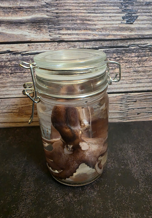 Octopus Wet Specimen
