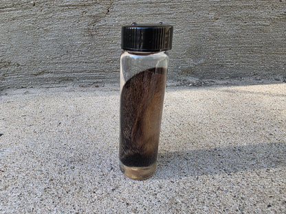 Wild Rabbit Ear Wet Specimen Vial