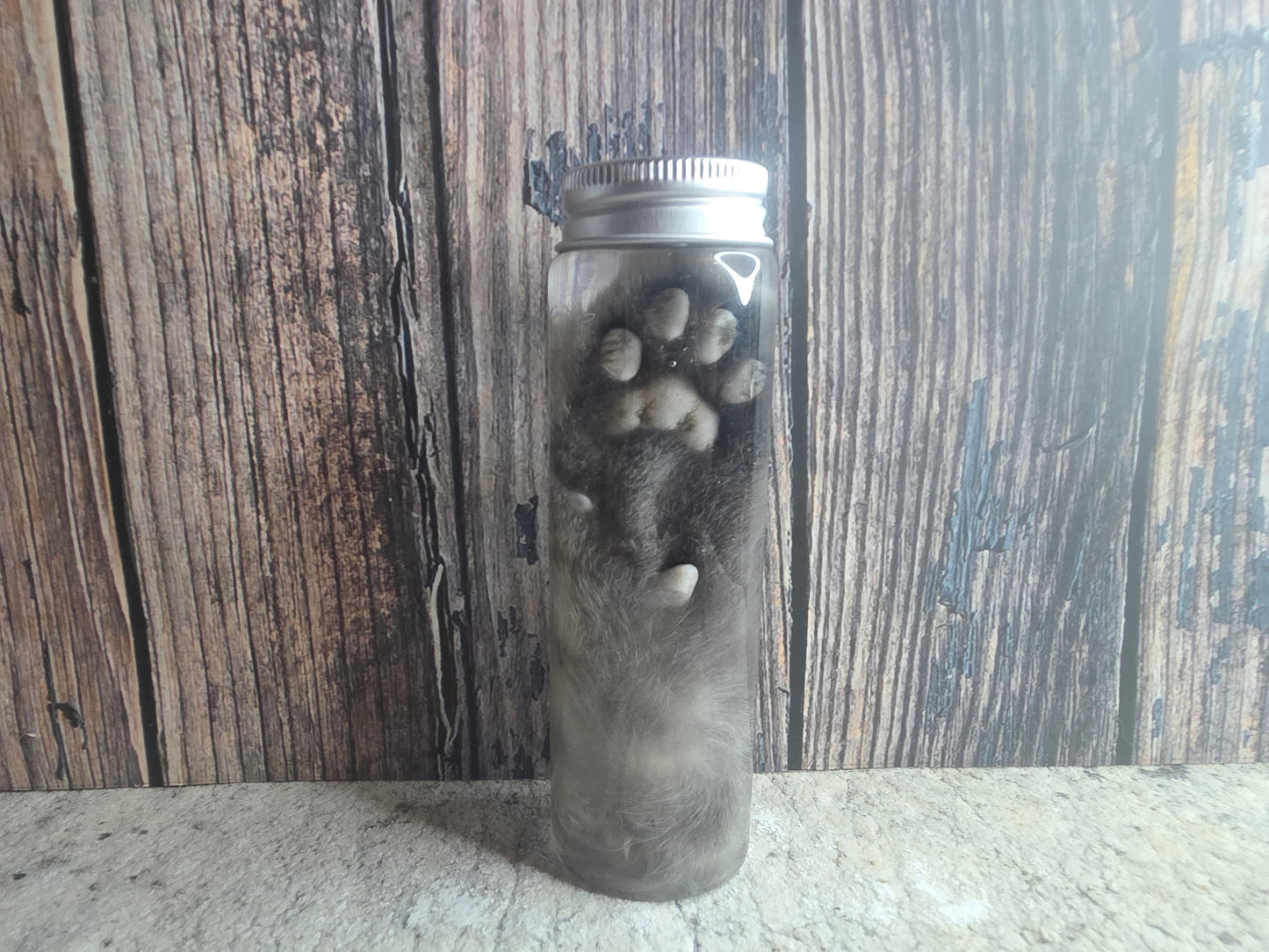 Grey Tabby Cat Paw Wet Specimen