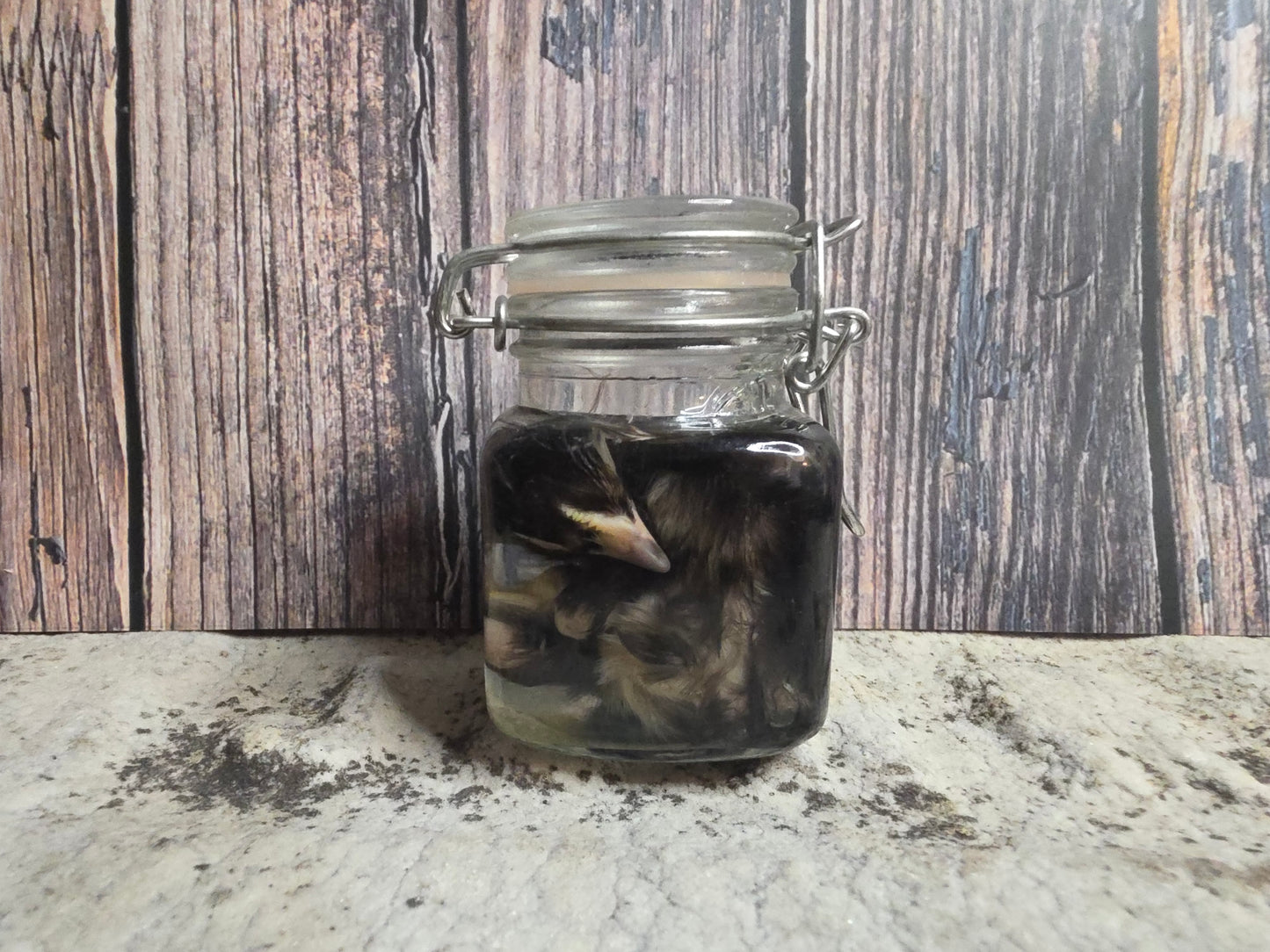 Black Domestic Chick Wet Specimen (Curled)