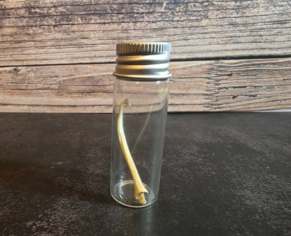 Pathological Mink Baculum Curio Vial