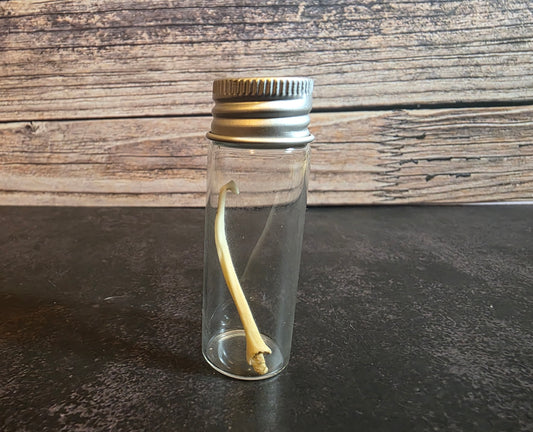 Pathological Mink Baculum Curio Vial