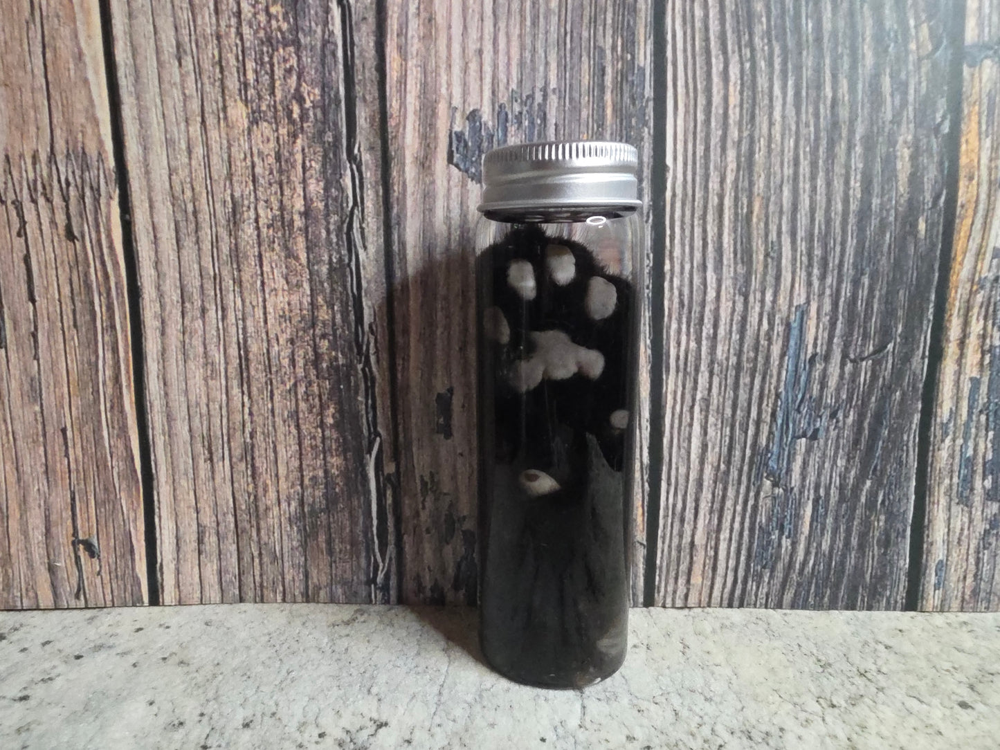 Black Cat Paw Wet Specimen