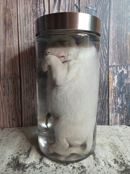 Great Pyranees Stillborn Puppy Wet Specimen (#2)