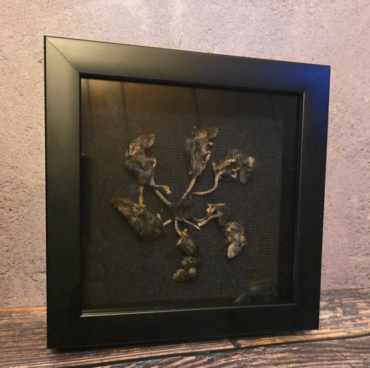 Rat King VIII Gaff Shadowbox Frame