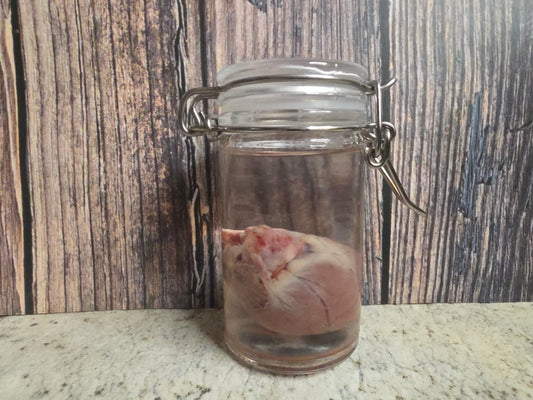 Domestic Siamese Cat Heart Wet Specimen