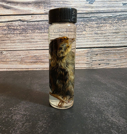 Quail Chick Wet Specimen Vial