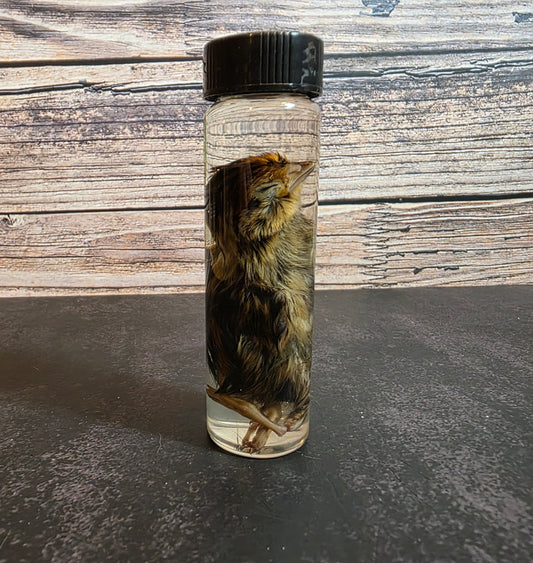 Quail Chick Wet Specimen Vial