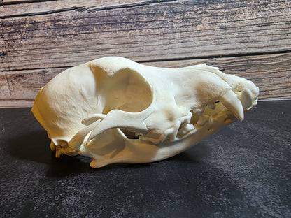 Domestic Dog Skull