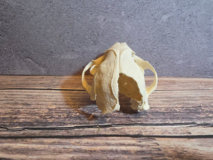 Geriatric Raccoon Skull w/ Dental Pathology