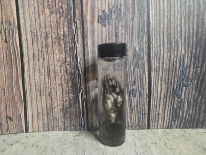 Squirrel Paw Wet Specimen