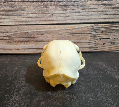 Juvenile Domestic Cat Skull